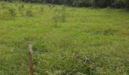 [Vendo Sítio em Brazópolis] [7 hectares com córrego d'água]