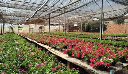 Sítio para Venda em Santo Antônio de Posse, Pirapitanqui