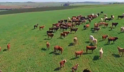 Palmeira, Fazenda à 46km Park Barigui, 100 alqueires, 242 hectares, ou 2.420.000m², dupla aptidão,