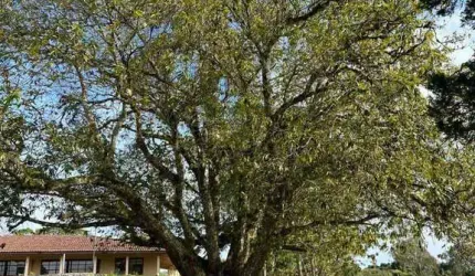 à venda, Planta Entremar, Piraquara, PR
