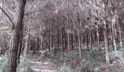 Campo Largo, Itambé, 508 Hectares ou 209 alqueires, Floresta plantada, à 49km Park Shopping Barigüi
