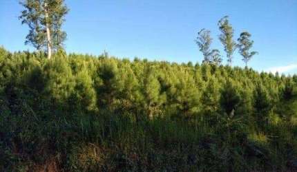 Campo Largo , Itambé, 106 alqueires ou 258 hectares, Reflorestamento, área já plantada de 36 alquei