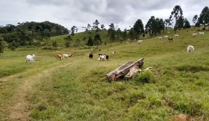 Terreno para venda com 142 Alqueires Cubatão - Campo Alegre - SC