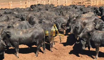 Fazenda Dupla Aptidão à Venda - Zona Rural - Flores de Goiás/GO