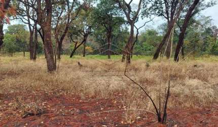 Terreno Área em Bauru