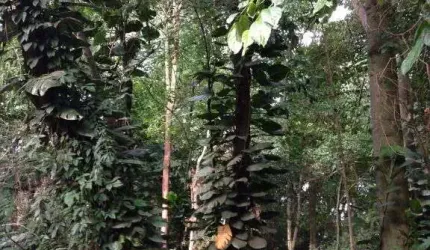 Terreno em condomínio fechado à venda no Jardim Santana, Campinas  por R$ 1.450.000