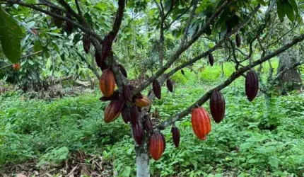 Fazenda à venda na Linhares, 1000, Aviso, Linhares, 550 m2 por R$ 30.000.000