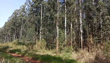 Fazenda à venda na Rural, 1000, Centro, Ribeirão do Pinhal, 1000 m2