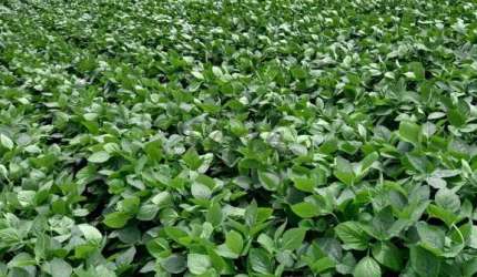 Fazenda à venda no Centro, Cocalzinho de Goiás , 484 m2 por R$ 26.000.000