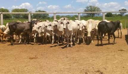Fazenda à venda no Centro, Jaíba , 3150 m2 por R$ 20.000.000