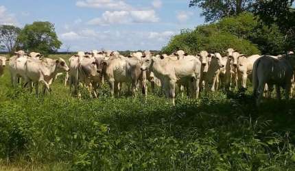Fazenda à venda na Rural, 20, Centro, Jaíba, 3150 m2 por R$ 20.000.000