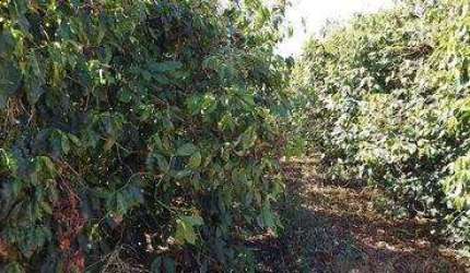 Fazenda à venda na da Pedra, 200, Itapuã, Unaí, 680 m2