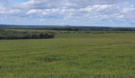 Fazenda 1.507 ha à venda Pedro Afonso-TO: Alta Produtividade