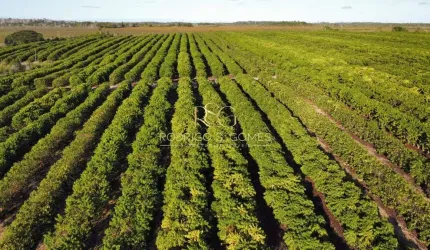 Fazenda Café em  Santa Luzia/BA