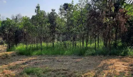 Sítio à venda no bairro Área Rural de Limeira