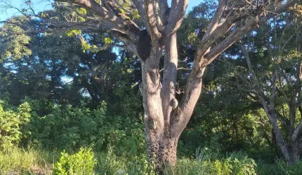 Terreno em jacaraipe.