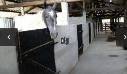 Sítio com estrutura de Haras com baías com 6 hectares em Barbacena a venda!