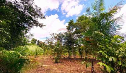 Fazenda de plantação de cacau à venda na zona rural de Barcarena