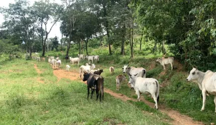 Fazenda 102 hectares no DF região fercal