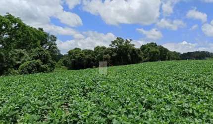 Fazenda em Faxinal
