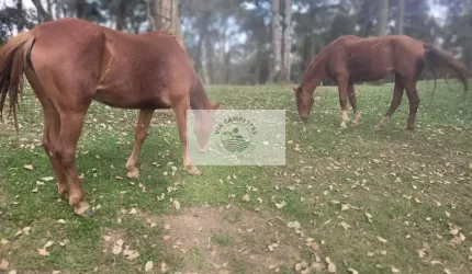Sítio com 30.000 m² em Tijucume, Campo Alegre, escriturado, lugar alto