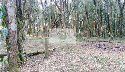 Sítio com 40.000 m2, parcialmente limpo, com nascente, 7 km do centro de Campo Alegre