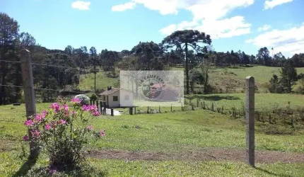 Sítio com 3.848 m², 500 metros do asfalto, com casa e riacho, lindas araucárias
