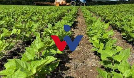 Rural com 1 dormitório à venda,10 Alqueires, centro, SAO MATEUS DO SUL - PR