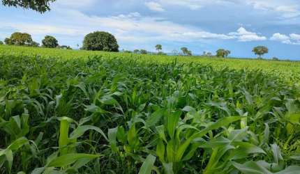 Fazenda à venda na Fazenda Mata Grande Jangada, 1, Centro, Jangada, 7500 m2 por R$ 26.000.000