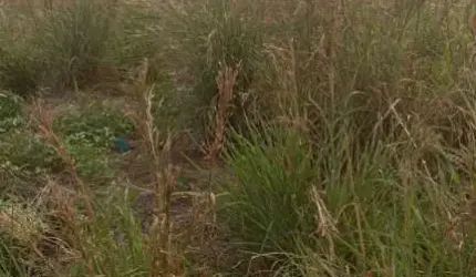 Terreno na Região do Chapéu do Sol