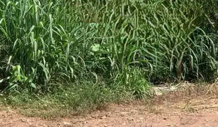 Terreno comercial à venda na Avenida Ulisses Pompeu de Campos, 12, Centro Norte, Várzea Grande por R$ 800.000