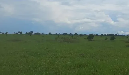 Fazenda de 1.015 alqueires (4.912,6 hectares). Terra dupla aptidão com estrutura