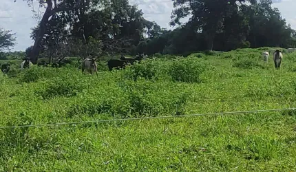fazenda de 361 alqueires no município de Mozarlândia no estado de Goiás