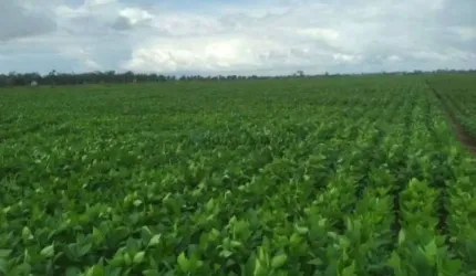 área rural Agrícola de 5 mil hectares na região do Aporé GO