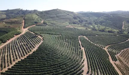 fazenda de café produtiva de 166,66 alqueres (399,984 hectares) no Município de