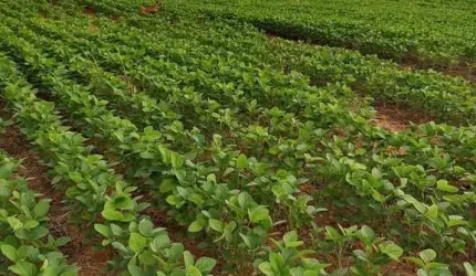 fazenda de 2.000 hectares na região da, 270 km de Brasília DF