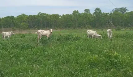 Sitio na região do barreiro vermelho na região da cidade de Rosário Oeste MT