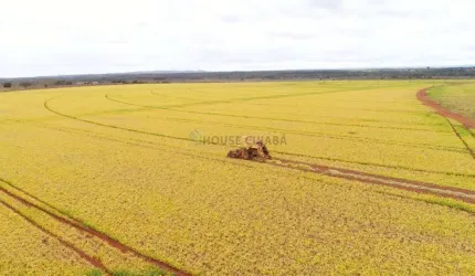 fazenda na região da cidade de Unaí no estado de Minas Gerais