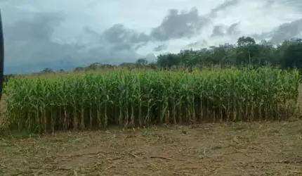 Fazenda à Venda a 12 km de Cuiabá/MT, Oportunidade