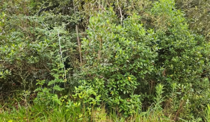 Terreno na Borda Do Campo- São José dos Pinhais -PR