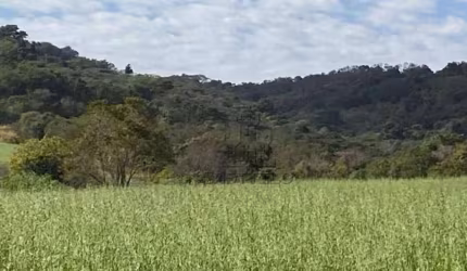 Sítio à venda, 205700 m² por R$ 2.600.000 - Distrito Lerroville - Londrina/PR