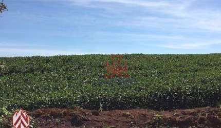Sítio à venda, 27000 m² por R$ 2.500.000,00 - Gleba Ribeirão Cafezal - Londrina/PR