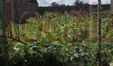 Terreno em Mangabeira  -  Feira de Santana