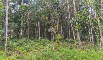 Terreno à venda na RUA ESTRADA DO FAISQUERINHA, 15, Faisqueira, Antonina, 23781 m2 por R$ 99.900
