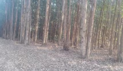 Terreno à venda no Tanquã, São Pedro , 18000 m2 por R$ 505.000