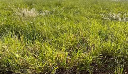 Terreno à venda no Centro de Cravinhos-SP com 160m² de área - Aproveite essa oportunidade com a Quer Imóvel!