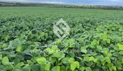 Fazenda de Oportunidade em Jataí-GO! 80 Alqueires !