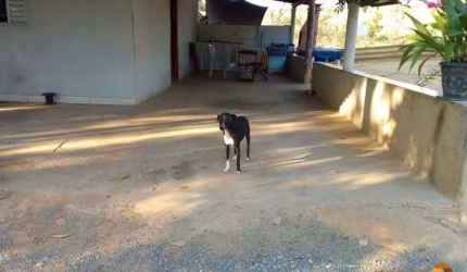 Chácara / sítio com 4 quartos à venda na Fazenda Bom Sucesso - Senador Canedo, 1, Chácaras Bom Sucesso, Senador Canedo por R$ 370.000