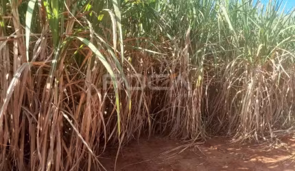 Encantador sítio à venda em São Carlos - Imóvel rural com preço imperdível!