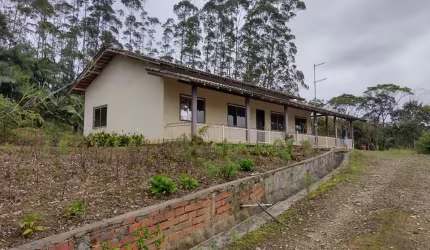 Vendo Área com mais de 40 mil pés de Eucalipto , ITAPOÁ SC